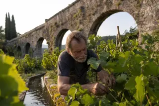 Vintner working among organic vines by old Roman aqueduct arches, bathed in warm late afternoon light in Savoie.
