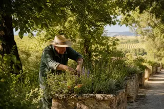 Local gardener tending wild herbs in historic stone planter at Jardins de la Fontaine, with hints of vineyards and golden hills in the background under warm Mediterranean light